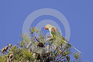 Alexandrine Parakeet