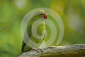 Alexandrine Parakeet