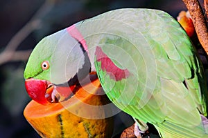 Alexandrine Parakeet