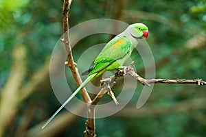 Alexandrine Parakeet