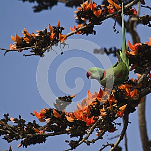 Alexandrine parakeet in Bardia, Nepal