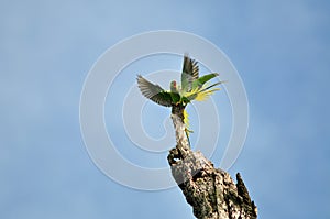 Alexandrine Parakeet (bird)