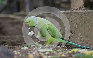 Alexandrine Parakeet parrot eating food from the ground