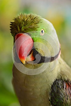 Alexandrine Parakeet - Psittacula eupatria