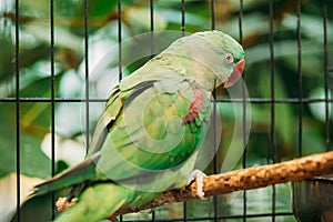 Alexandrine Parakeet Psittacula Eupatria. Green Bird Parrot.