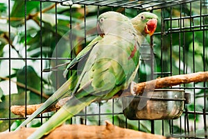 Alexandrine Parakeet Psittacula Eupatria. Green Bird Parrot. Wild