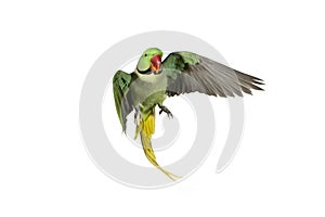 Alexandrine Parakeet, psittacula eupatria, Male in Flight against White Background