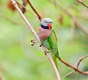 Alexandrine parakeet