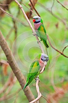 Alexandrine parakeet