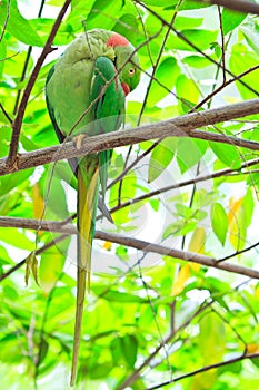 Alexandrine parakeet