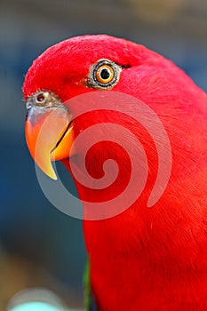 Alexandrine parakeet