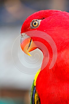 Alexandrine parakeet