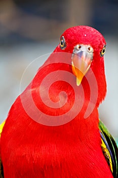Alexandrine parakeet