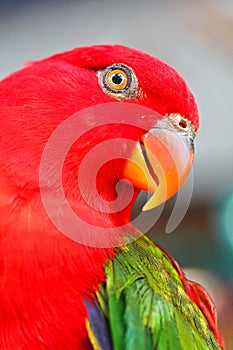 Alexandrine parakeet