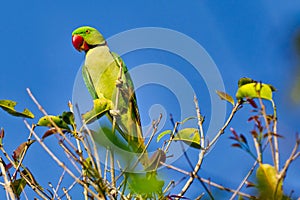 Alexandrine Parakeet, Psittacula eupatria, Riverine Forest