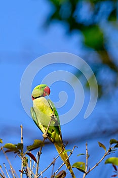 Alexandrine Parakeet, Royal Bardia National Park, Nepal