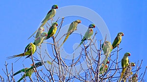 Alexandrine Parakeet, Royal Bardia National Park, Nepal