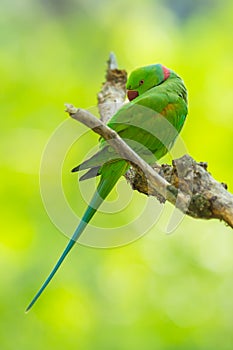 Alexandrine parrot