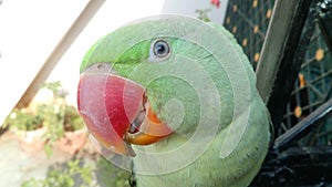 Alexandrine parrot