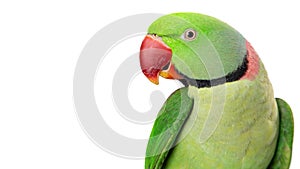 Alexandrine Parrot Closeup - Extracted