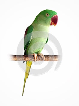 Alexandrine Parrot, Parakeet Medium sized parrot, green feathers, red mouth, Live in forest isolated on white background