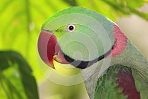 Alexandrine Parrot Profile