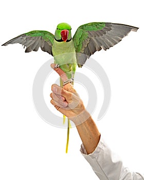 Alexandrine Parrot on Veterinarians Finger Wings Spread