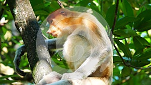 Alfa Male Proboscis monkey Nasalis larvatus sitting and eat raw banana in a natural habitat.