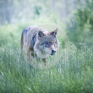 Alfa wolf photo