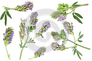 Alfaalfa herb collection on white