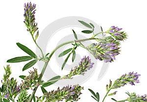 Alfaalfa herb on white