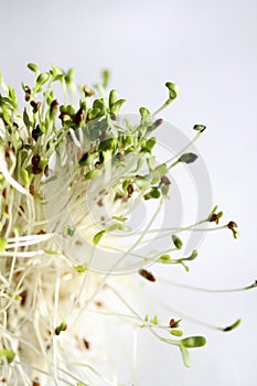 Alfafa sprouts