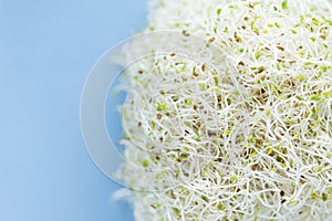 Alfafa sprouts