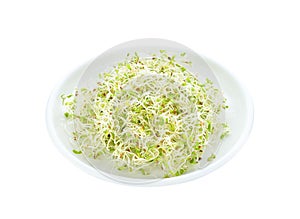 Alfafa sprouts on white background