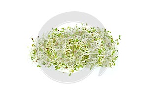Alfafa sprouts on white background
