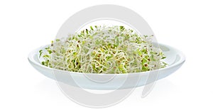 Alfafa sprouts on white background