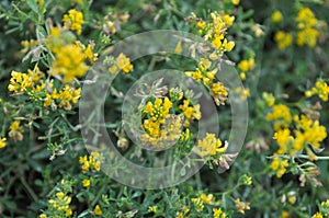 Alfalfa bloom yellow Medicago falcata