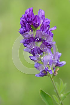 alfalfa blossoms