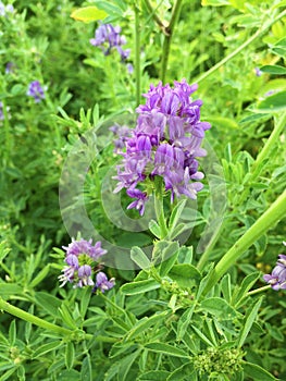 Alfalfa blossoms photo