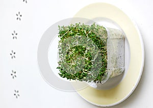 Alfalfa & broccoli Sprouts