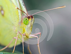 Alfalfa butterfly