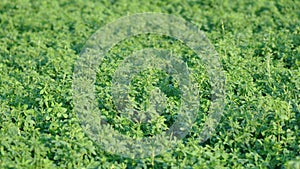 Alfalfa field