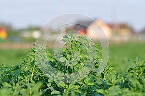 Alfalfa field