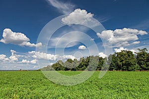 Alfalfa field