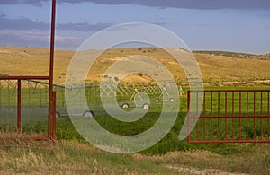 Alfalfa Field Irrigation Near Sunset