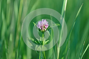 Alfalfa flower