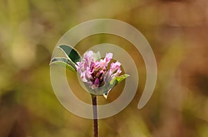 Alfalfa flower