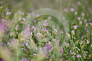 Alfalfa flower