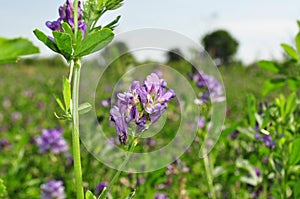 Alfalfa flowers for growing seeds, alfalfa in a field with flowers