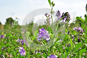 Alfalfa flowers for growing seeds, alfalfa in a field with flowers